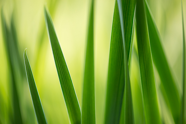 Abstract;Abstraction;Botanical;Calm;Close-up;Healing;Health care;Healthcare;Leaf;Macro;Minimalism;Nature;Pastoral;Shape;Sunlight;Sunshine;Yellow;botanicals;flora;grass;green;greenery;oneness;pattern;peaceful;plant;plants;restful;serene;soothing;sunlit;tranquil;zen