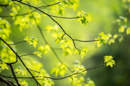 Botanical;Branches;Calm;Cloudland Canyon;Forest;Healing;Health care;Healthcare;Leaf;Maple;Maple Leaves;Maple tree;Minimalism;Nature;Pastoral;Seasons;Spring;Springtime;Tree;botanicals;foliage;green;landscape;leaves;limbs;oneness;peaceful;restful;serene;soothing;tranquil;tree limbs;trees;zen