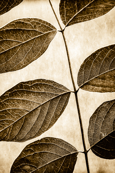 Abstract;Abstraction;Botanical;Calm;Close-up;Healing;Health care;Healthcare;Leaf;Line;Macro;Minimalism;Nature;Pastoral;Plant;Shape;Veins;Wabi Sabi;botanicals;foliage;leaves;oneness;pattern;peaceful;restful;serene;soothing;sumi-e;texture;tranquil;zen