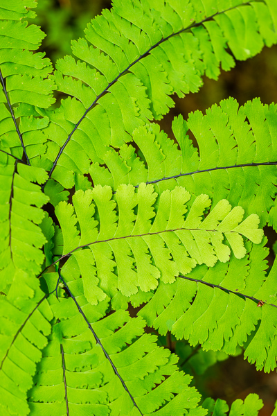 Abstract;Abstraction;Adiantum pedatum L.;Botanical;Calm;Close-up;Ferns;Healing;Health care;Healthcare;Leaf;Macro;Minimalism;Nature;Northern Maiden Hair Fern;Ocean;Oregon;Pastoral;Shape;Shrub;botanicals;botany;fern;flora;foliage;green;greenery;herbage;leaves;oneness;pattern;peaceful;plant;plants;restful;sea;serene;soothing;tranquil;zen
