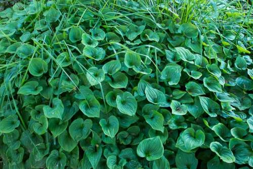 Abstract;Abstraction;Botannicals;Close-up;Green;Leaf;Leaves;Oregon;Pattern;Plant;botanical;vegetation