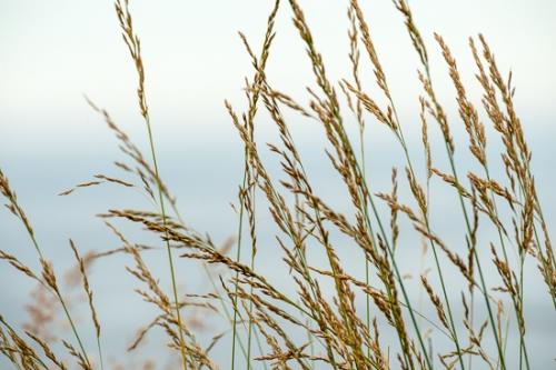 Botanical;Brown;Calm;Flowers & Plants;Gold;Healing;Health care;Healthcare;Macro;Minimalism;Nature;Oregon;Pastoral;Seed Heads;Tan;Wabi Sabi;Yellow;arching;botanicals;grass;oneness;peaceful;plant;plants;restful;serene;soothing;tranquil;zen