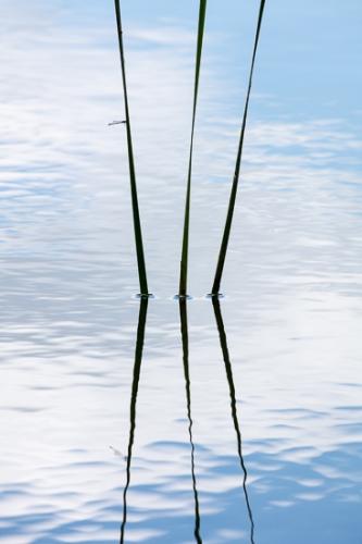 Abstract;Abstraction;Botanical;Calm;Close-up;Cloud;Cloud Formation;Clouds;Flowers & Plants;Healing;Health care;Healthcare;Leaf;Line;Mirror;Modern;Nature;Ohio;Pastoral;Reeds;Wabi Sabi;Water;Waterscape;blue;botanicals;contemporary;contemporary art;green;lake;landscape;leaves;modern art;oneness;pattern;peaceful;plant;plants;pond;pool;reflection;reflections;restful;serene;sky;soothing;tranquil;zen