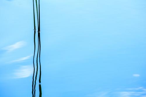 Abstract;Abstraction;Botanical;Calm;Close-up;Cloud;Cloud Formation;Clouds;Flowers & Plants;Healing;Health care;Healthcare;Leaf;Line;Mirror;Modern;Nature;Ohio;Pastoral;Reeds;Wabi Sabi;Water;Waterscape;blue;botanicals;contemporary;contemporary art;green;lake;landscape;leaves;modern art;oneness;pattern;peaceful;plant;plants;pond;pool;reflection;reflections;restful;serene;sky;soothing;tranquil;zen