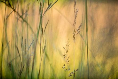 Abstract;Abstraction;Botannicals;Brown;Close-up;Gold;Grass;Grass Seed Head;Green;Line;Pattern;Plant;Plants;Tan;Texture;Yellow;botanical;vegetation