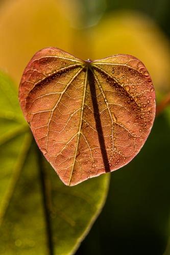 Abstract;Abstractions;Close-up;Dew;Dewy;Drop;Droplet;Droplets;Flowers & Plants;Foliage;Gold;Green;Healing;Health care;Healthcare;Leaf;Leaves;Macro;Modern;Moisture;Nature;Oneness;Orange;Pastoral;Peaceful;Plant;Plants;Red;Red Bud;Shapes;Stock categories;Sun-up;Sunlight;Sunlit;Sunshine;Tan;Textures;Veins;Wabi Sabi;Water;Water Drops;Wet;Yellow;botanical;botanicals;calm;contemporary art;dew drops;drops;modern art;restful;serene;soothing;tranquil;vegetation;zen