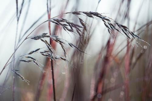 Botannicals;Brown;Dew;Dewy;Drop;Droplets;Grass;Grass Seed Head;Leaf;Magenta;Marroon;Morning;Plant;Plants;Water;Water Drops;botanical;dew drops;drops;vegetation