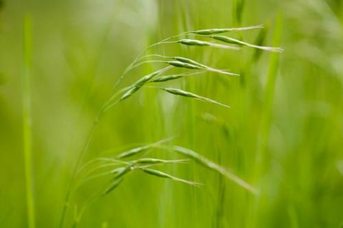 Close-up;Grass;Green;Healing;Health care;Healthcare;Macro;Nature;Oneness;Pastoral;Peaceful;Plant;Plants;botanical;botanicals;calm;restful;serene;soothing;tranquil;zen