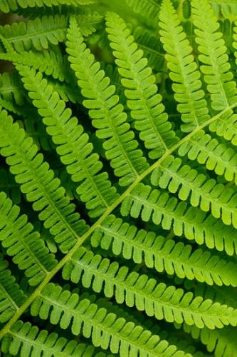 Abstract;Abstraction;Botannicals;Close-up;Fern;Green;Leaf;Leaves;Oneness;Pattern;Plant;Texture;botanical;zen