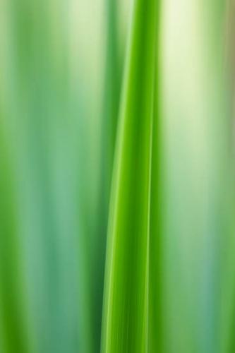 Abstract;Abstraction;Abstracts;Botannicals;Close-up;Grass;Green;Leaf;Leaves;Line;Oneness;Pastoral;Pattern;Peaceful;Plant;Shape;botanical;botanicals;zen