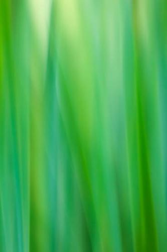 Abstract;Abstraction;Abstracts;Botannicals;Close-up;Grass;Green;Leaf;Leaves;Line;Oneness;Pastoral;Pattern;Peaceful;Plant;Shape;botanical;botanicals;zen