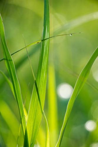 Close-up;Dew;Dewy;Drop;Droplet;Droplets;Grass;Green;Healing;Health care;Healthcare;Macro;Nature;Oneness;Peaceful;Water Drops;botanical;calm;dew drops;drops;restful;serene;soothing;tranquil;zen
