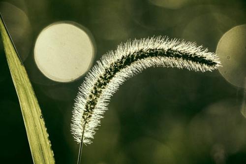 Bloom;Botannicals;Close-up;Dew;Dewy;Drop;Droplets;Grass;Grass Seed;Grass Seed Head;Green;Leaf;Oneness;Pattern;Peaceful;Plant;Shape;Sunlight;Sunlit;Wabi Sabi;Water;Water Drops;botanical;botanicals;dew drops;drops;zen