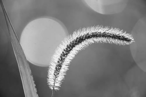 Bloom;Close-up;Dew;Dewy;Drop;Droplets;Grass;Grass Seed;Grass Seed Head;Green;Leaf;Macro;Nature;Oneness;Pattern;Peaceful;Plant;Shape;Sunlight;Sunlit;Wabi Sabi;Water;Water Drops;botanical;botanicals;dew drops;drops;zen