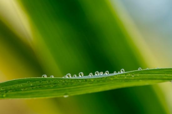 Botanical;Calm;Close-up;Dew;Droplets;Drops;Healing;Health care;Healthcare;Leaf;Minimalism;Nature;Pastoral;Sunlight;Sunshine;Water;Water Drops;Yellow;botanicals;damp;dew drops;dewy;drop;droplet;green;leaves;moisture;oneness;peaceful;plant;restful;serene;soothing;sunlit;tranquil;zen