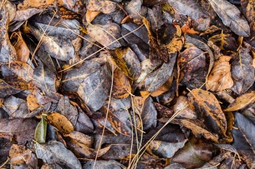Abstract;Abstraction;Abstractions;Brown;Close-up;Fallen;Fallen Leaves;Foliage;Gold;Leaf;Leaves;Nature;Pattern;Plants;Shape;Stock categories;Tan;Texture;Textures;Veins;Wabi Sabi;botanical