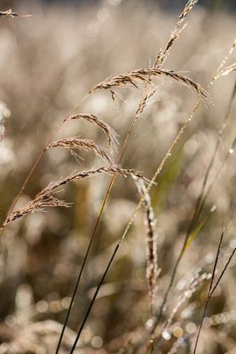 Brown;Close-up;Dew;Dewy;Drop;Droplet;Droplets;Grass;Healing;Health care;Healthcare;Nature;Oneness;Peaceful;Plant;Seed Head;Tan;Water;Water Drops;botanical;calm;dew drops;drops;restful;serene;soothing;tranquil;zen
