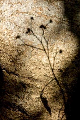 Blossom;Blossoms;Botanical;Boulder;Brown;Bud;Close-up;Duck River;Floweret;Flowering;Flowers;Henry Horton;Leaf;Minimalism;Pastoral;Rock;Rock Face;Shadow;Stone;Sunlight;Sunshine;Tan;Wabi Sabi;bloom;botanicals;flora;floral;flower;leaves;oneness;peaceful;plant;silhouette;sumi-e;sunlit;zen