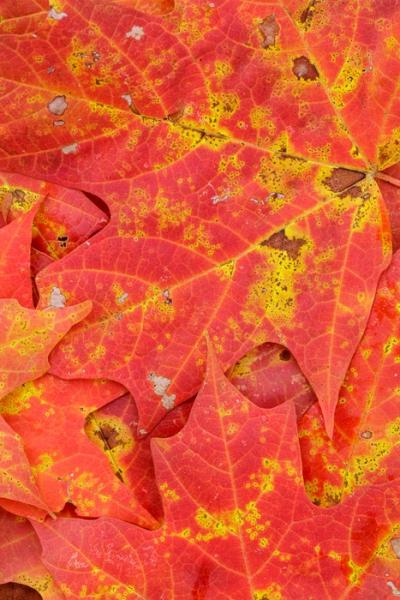 Abstract;Abstraction;Blossom;Blossoms;Botanical;Botanicals;Brown;Close-up;Concepts;Fallen;Fallen Leaves;Floweret;Flowering;Flowers;Flowers & Plants;Gold;Leaf;Leaves;Line;Machine Falls;Maple Leaf;Maple Leaves;Nature;Oneness;Pastoral;Plant;Shape;Short Springs State Natural Area;Tan;Tennessee;Tullahoma;United States;Veins;Wabi Sabi;Yellow;bloom;color;flora;floral;flower;foliage;pattern;peaceful;plants;texture