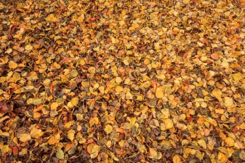 Abstract;Abstraction;Autumn;Brown;Close-up;Fall;Fallen;Fallen Leaves;Foliage;Gold;Gray;Green;Leaf;Leaves;Line;Oneness;Orange;Pattern;Peaceful;Plant;Red;Shape;Tan;Texture;Veins;Wabi Sabi;Yellow;botanical;zen