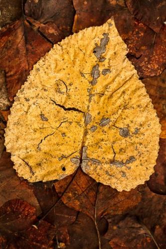 Autumn;Brown;Close-up;Fall;Fallen;Fallen Leaves;Foliage;Gold;Gray;Leaf;Leaves;Oneness;Orange;Peaceful;Plant;Tan;Veins;Wabi Sabi;Yellow;botanical;zen