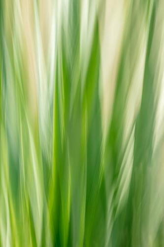 Abstract;Abstraction;Blossom;Blossoms;Close-up;Flower;Floweret;Flowering;Flowers;Flowers & Plants;Grass;Green;Healing;Leaf;Line;Macro;Modern;Nature;Oneness;Pastoral;Pattern;Peaceful;Plant;Shape;Texture;bloom;botanical;botanicals;calm;contemporary;contemporary art;flora;floral;iris plants;modern art;restful;serene;soothing;tranquil;zen