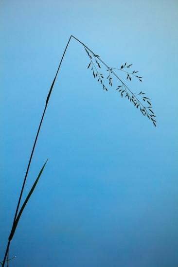 Blue;Botanical;Calm;Grass Patterns;Grass Seed Head;Healing;Health care;Healthcare;Macro;Minimalism;Natchez Trace State Park;Nature;Pastoral;State Park;Tennessee;United States;Wabi Sabi;botanicals;grass;oneness;peaceful;plant;restful;serene;silhouette;soothing;tranquil;zen