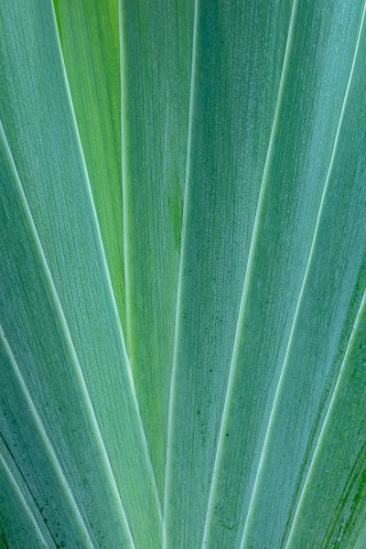 Abstract;Abstraction;Aqua;Botanical;Calm;Close-up;Flowers;Flowers & Plants;Healing;Health care;Healthcare;Leaf;Line;Macro;Minimalism;Nature;Pastoral;Shape;botanicals;green;iris;leaves;oneness;oriental;pattern;peaceful;plant;plants;reflection;reflections;restful;serene;soothing;texture;tranquil;zen