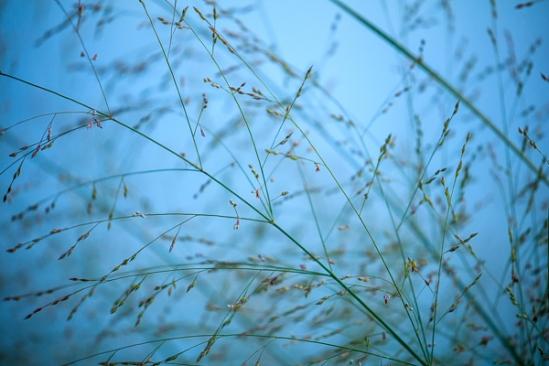 Abstract;Abstraction;Blue;Botanical;Calm;Close-up;Grass Seed Head;Grass seed heads;Healing;Health care;Healthcare;Line;Macro;Nature;Pastoral;Wabi Sabi;botanicals;botany;grass;green;greenery;herbage;landscape;oneness;pattern;peaceful;plant;restful;serene;soothing;texture;tranquil;vegetation;zen