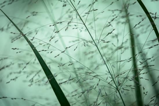 Abstract;Abstraction;Botanical;Calm;Close-up;Grass Seed Head;Grass seed heads;Healing;Health care;Healthcare;Line;Macro;Nature;Pastoral;Wabi Sabi;botanicals;botany;grass;green;greenery;herbage;landscape;oneness;pattern;peaceful;plant;restful;serene;soothing;texture;tranquil;vegetation;zen