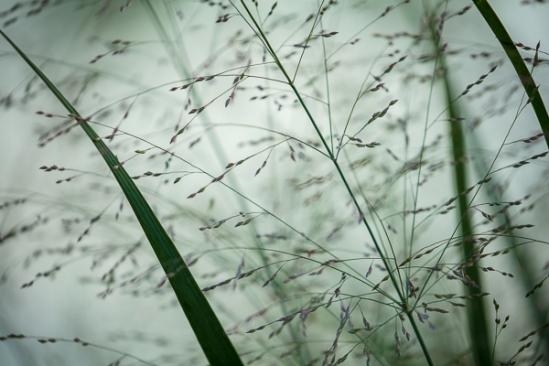 Abstract;Abstraction;Botanical;Calm;Close-up;Grass Seed Head;Grass seed heads;Healing;Health care;Healthcare;Line;Macro;Nature;Pastoral;Wabi Sabi;botanicals;botany;grass;green;greenery;herbage;landscape;oneness;pattern;peaceful;plant;restful;serene;soothing;texture;tranquil;vegetation;zen