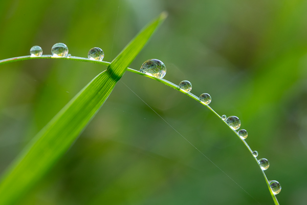 Blossom;Blossoms;Botanical;Calm;Close-up;Dew;Droplets;Drops;Floweret;Flowering;Flowers;Flowers & Plants;Healing;Health care;Healthcare;Macro;Minimalism;Nature;Pastoral;Plant;Sunlight;Sunshine;Wabi Sabi;Water;Water Drops;bloom;botanicals;dew drops;dewy;drop;droplet;flora;floral;flower;grass;green;oneness;peaceful;plants;restful;serene;soothing;sunlit;tranquil;wet;zen