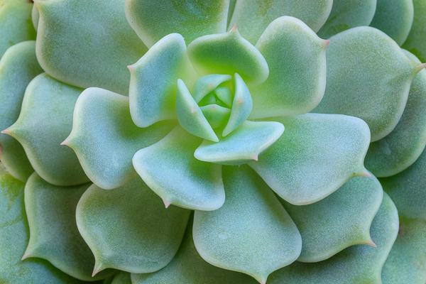 Abstract;Aqua;Blossom;Blossoms;Botanical;Calm;Floweret;Flowering;Flowers;Flowers & Plants;Healing;Health care;Healthcare;Minimalism;Nature;Pastoral;Plant;Succulent;bloom;botanicals;botany;cactus;flora;floral;flower;green;greenery;oneness;peaceful;plant;plants;restful;serene;soothing;tranquil;vegetation;zen