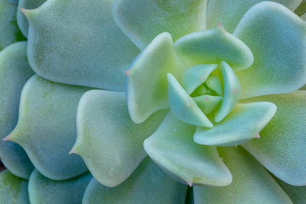 Abstract;Aqua;Blossom;Blossoms;Botanical;Calm;Floweret;Flowering;Flowers;Flowers & Plants;Healing;Health care;Healthcare;Minimalism;Nature;Pastoral;Plant;Succulent;bloom;botanicals;botany;cactus;flora;floral;flower;green;greenery;oneness;peaceful;plant;plants;restful;serene;soothing;tranquil;vegetation;zen