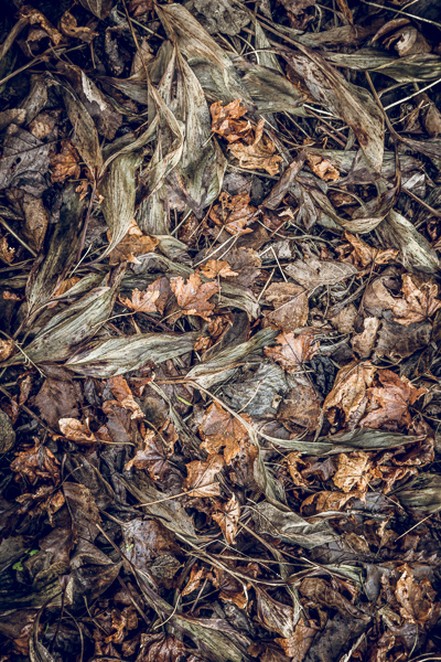 Abstract;Abstraction;Blossom;Blossoms;Botanical;Calm;Close-up;Fallen;Fallen Leaves;Floweret;Flowering;Flowers;Flowers & Plants;Leaf;Line;Macro;Nature;Pastoral;Plant;Shape;Wabi Sabi;bloom;botanicals;flora;floral;flower;foliage;leaves;oneness;pattern;peaceful;plants;restful;serene;soothing;texture;tranquil;zen