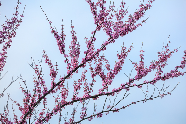 Bloom;Blossom;Blossoms;Blue;Botanical;Branches;Bud;Calm;Cloud;Clouds;Flora;Floral;Floweret;Flowering;Flowers;Healing;Health care;Healthcare;Looking up;Nature;Pastoral;Petal;Pink;Plant;Red Bud;Redbud;Sunlight;Sunshine;Tree;bloom;botanicals;flora;floral;flower;foliage;magenta;oneness;peaceful;plant;plants;purple;red;restful;serene;sky;soothing;sunlit;tranquil;tree limbs;zen