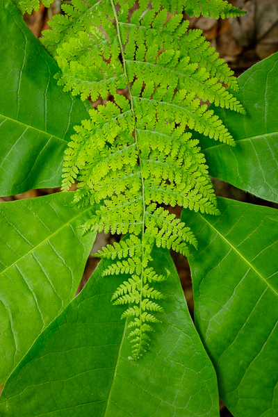 Abstract;Botanical;Calm;Close-up;Ferns;Healing;Health care;Healthcare;Leaf;Line;Macro;Minimalism;Nature;Pastoral;Piney Falls State Natural Area;Plant;Tennessee;United States;Veins;botanicals;botany;fern;foliage;green;greenery;leaves;oneness;pattern;peaceful;plants;restful;serene;soothing;texture;tranquil;vegetation;zen