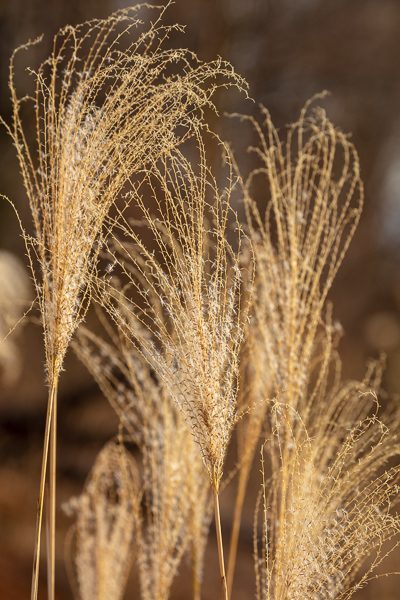 Botanical;Brown;Calm;Concepts;Habitat;Healing;Health care;Healthcare;Meadow;Oneness;Pastoral;Plant;Seed Head;Sunlight;Sunshine;Tan;Wabi Sabi;Warm Colors;Warm Palette;Warm Tones;botanicals;color;foliage;grass;leaves;peaceful;plant;plants;restful;serene;soothing;sunlit;tranquil;vegetation;zen