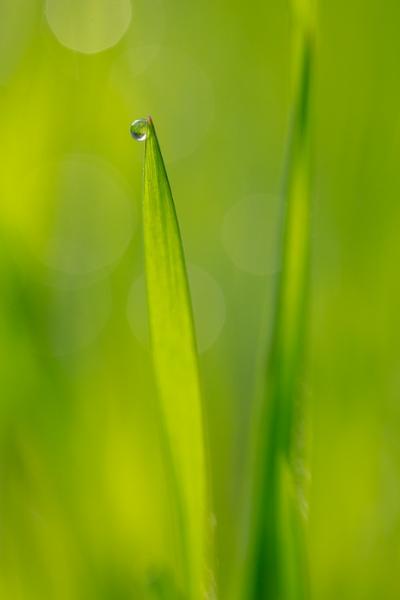 Abstract;Blossom;Blossoms;Botanical;Calm;Close-up;Concepts;Cool Colors;Cool Palette;Cool Tones;Dew;Droplets;Drops;Floweret;Flowering;Flowers;Flowers & Plants;Green;Greens;Healing;Health care;Healthcare;Line;Macro;Minimalism;Nature;Oneness;Pastoral;Plant;Shape;Sunlight;Sunshine;Water;Water Drops;bloom;botanicals;color;dew drops;dewdrop;dewy;drop;flora;floral;flower;foliage;grass;morn;morning;peaceful;plant;plants;reflection;reflections;restful;serene;soothing;sunlit;texture;tranquil;zen