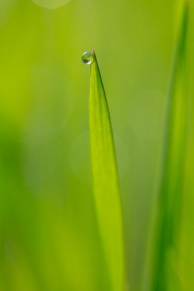 Abstract;Blossom;Blossoms;Botanical;Calm;Close-up;Concepts;Cool Colors;Cool Palette;Cool Tones;Dew;Droplets;Drops;Floweret;Flowering;Flowers;Flowers & Plants;Green;Greens;Healing;Health care;Healthcare;Line;Macro;Minimalism;Nature;Oneness;Pastoral;Plant;Shape;Sunlight;Sunshine;Water;Water Drops;bloom;botanicals;color;dew drops;dewdrop;dewy;drop;flora;floral;flower;foliage;grass;morn;morning;peaceful;plant;plants;reflection;reflections;restful;serene;soothing;sunlit;texture;tranquil;zen