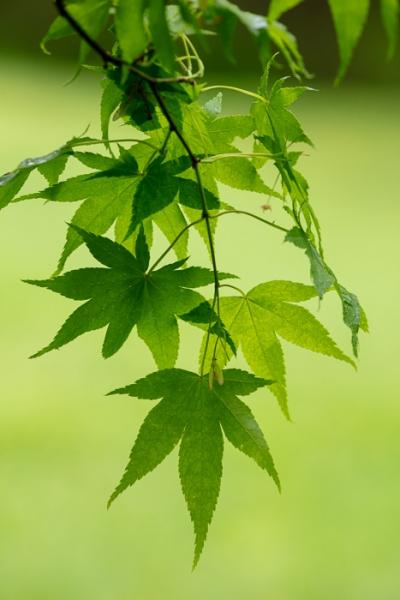 Blossom;Blossoms;Botanical;Botanicals;Branches;Calm;Concepts;Cool Colors;Cool Palette;Cool Tones;Floweret;Flowering;Flowers;Flowers & Plants;Green;Greens;Healing;Health care;Healthcare;Leaf;Leaves;Macro;Maple;Maple Leaf;Maple Leaves;Nature;Oneness;Pastoral;Plant;Sunlight;Tree;Veins;bloom;botanicals;color;flora;floral;flower;foliage;limbs;peaceful;plants;restful;serene;soothing;sunlit;tranquil;tree;tree limbs;zen