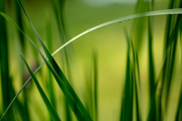 Blossom;Blossoms;Botanical;Calm;Concepts;Cool Colors;Cool Palette;Cool Tones;Dew;Droplets;Drops;Floweret;Flowering;Flowers;Flowers & Plants;Green;Greens;Healing;Health care;Healthcare;Macro;Minimalism;Nature;Oneness;Pastoral;Plant;Sunlight;Sunshine;Water Drops;Yellow;bloom;botanicals;color;dew drops;dewy;drop;flora;floral;flower;grass;green;landscape;leaves;peaceful;plants;restful;serene;soothing;sunlit;tranquil;zen