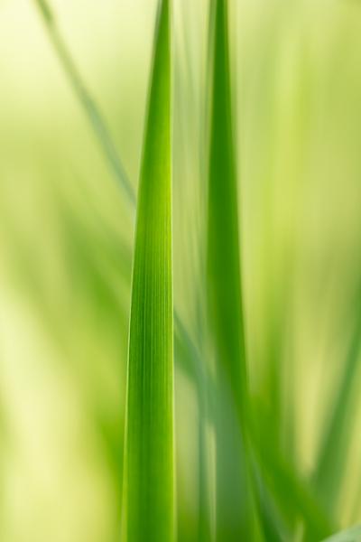 Abstract;Abstraction;Blossom;Blossoms;Botanical;Botanicals;Calm;Close-up;Concepts;Cool Colors;Cool Palette;Cool Tones;Floweret;Flowering;Flowers;Flowers & Plants;Green;Greens;Healing;Health care;Healthcare;Line;Looking up;Macro;Minimalism;Nature;Oneness;Pastoral;Plant;Shape;Sunlight;Sunshine;Yellow;bloom;botanicals;color;flora;floral;flower;grass;green;leaves;pattern;peaceful;plants;restful;serene;soothing;sunlit;tranquil;zen