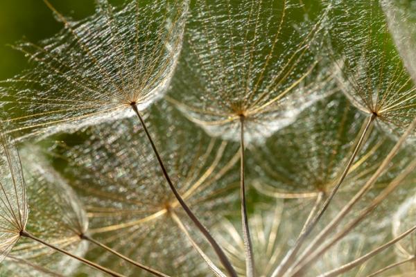 Abstract;Abstraction;Blossom;Blossoms;Botanical;Botanicals;Brown;Calm;Close-up;Concepts;Cool Colors;Cool Palette;Cool Tones;Floweret;Flowering;Flowers;Flowers & Plants;Gold;Green;Greens;Healing;Health care;Healthcare;Line;Looking up;Macro;Nature;Oneness;Pastoral;Plant;Seed Head;Shape;Sunlight;Sunshine;Tan;bloom;botanicals;color;flora;floral;flower;foliage;goatsbeard;pattern;peaceful;plants;restful;serene;soothing;sunlit;texture;tranquil;zen