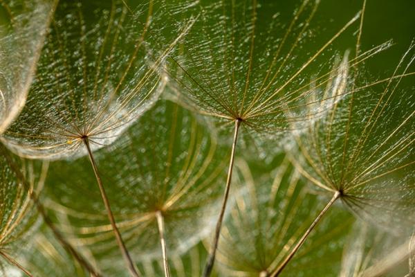 Abstract;Abstraction;Blossom;Blossoms;Botanical;Botanicals;Brown;Calm;Close-up;Concepts;Cool Colors;Cool Palette;Cool Tones;Floweret;Flowering;Flowers;Flowers & Plants;Gold;Green;Greens;Healing;Health care;Healthcare;Line;Looking up;Macro;Nature;Oneness;Pastoral;Plant;Seed Head;Shape;Sunlight;Sunshine;Tan;bloom;botanicals;color;flora;floral;flower;foliage;goatsbeard;pattern;peaceful;plants;restful;serene;soothing;sunlit;texture;tranquil;zen