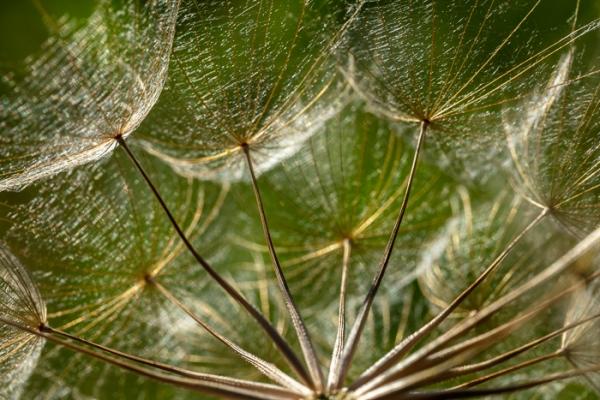 Abstract;Abstraction;Blossom;Blossoms;Botanical;Botanicals;Brown;Calm;Close-up;Concepts;Cool Colors;Cool Palette;Cool Tones;Floweret;Flowering;Flowers;Flowers & Plants;Gold;Green;Greens;Healing;Health care;Healthcare;Line;Looking up;Macro;Nature;Oneness;Pastoral;Plant;Seed Head;Shape;Sunlight;Sunshine;Tan;bloom;botanicals;color;flora;floral;flower;foliage;goatsbeard;pattern;peaceful;plants;restful;serene;soothing;sunlit;texture;tranquil;zen