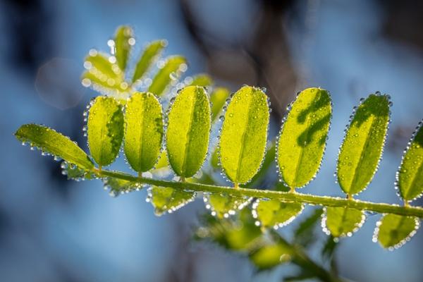 Blossom;Blossoms;Blue;Botanical;Botanicals;Calm;Concepts;Cool Colors;Cool Palette;Cool Tones;Dew;Droplets;Drops;Floweret;Flowering;Flowers;Flowers & Plants;Green;Greens;Healing;Health care;Healthcare;Leaf;Leaves;Looking up;Macro;Nature;Oneness;Pastoral;Plant;Sunlight;Sunshine;Veins;Water;Water Drops;bloom;color;dew drops;dewdrop;dewy;drop;flora;floral;flower;foliage;peaceful;plants;restful;serene;soothing;sunlit;tranquil;zen