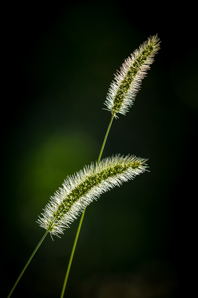 Blossom;Blossoms;Botanical;Calm;Floweret;Flowering;Flowers;Flowers & Plants;Healing;Health care;Healthcare;Leaf;Macro;Nature;Pastoral;Plant;Seed Head;Sunlight;bloom;botanicals;flora;floral;flower;foliage;grass;green;leaves;oneness;peaceful;restful;serene;soothing;sunlit;tranquil;zen
