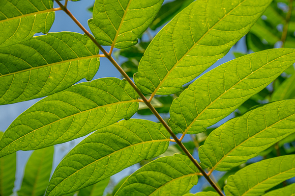 Abstract;Abstraction;Blue;Botanical;Brown;Calm;Healing;Health care;Healthcare;Leaf;Line;Nature;Pastoral;Plant;Sunlight;botanicals;foliage;green;leaves;oneness;pattern;peaceful;restful;serene;sky;soothing;sunlit;tranquil;zen