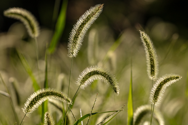 Bloom;Blossom;Blossoms;Botanical;Calm;Flora;Floral;Floweret;Flowering;Flowers;Flowers & Plants;Healing;Health care;Healthcare;Minimalism;Nature;Pastoral;Petal;Plant;Seed Head;Sunlight;bloom;botanicals;flora;floral;flower;grass;leaves;oneness;peaceful;plants;restful;serene;soothing;sunlit;tranquil;zen